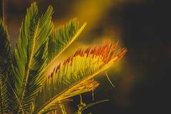 Close up of Green Leaves · Stock Photo