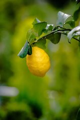 Fruit Lemon Citrus - photo on Pixabay - Pixabay