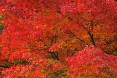 How To Plant a Japanese Maple Tree