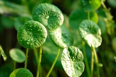 Gotu Kola: Benefits, Side Effects, and Precautions