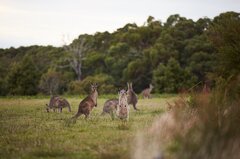 Great Ocean Road Wildlife - Visit Great Ocean Road