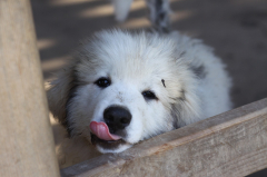 Great Pyrenees Pup