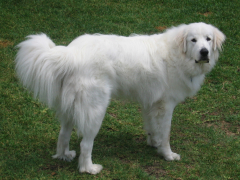 Great Pyrenees