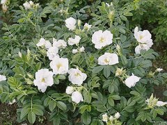 Rosa Rugosa Alba