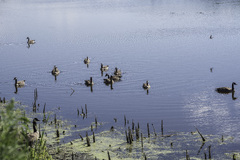 Group of Geese swimming in the water - stock photo ...