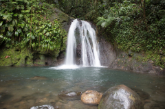 Guadeloupe Waterfall Jungle - photo on Pixabay - Pixabay