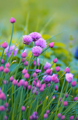 Allium, flowers, plant, purple,phone | Peakpx