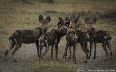 African Wild Dogs