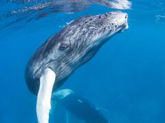 From the humpback to the Antarctic blue: why do whales sing? | The ...