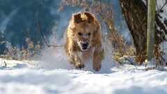 Urlaub mit Hund - Trentino, Dolomiten - Italien