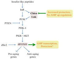 IJMS |-Text | Molecular Mechanisms of Aging and Immune ...