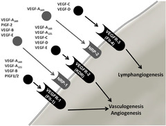 IJMS |-Text | Anti-Vascular Endothelial Growth Factor ...