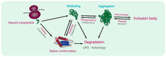 IJMS |-Text | Conformational Analysis of Misfolded ...