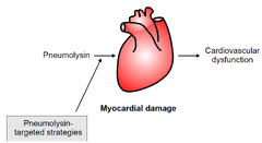 IJMS |-Text | Multifaceted Role of Pneumolysin in the ...