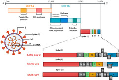 IJMS |-Text | COVID-19: The Immune Responses and ...