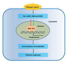 IJMS |-Text | NAC Transcription Factors as Positive or ...