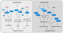 IJMS |-Text | Multiple Functions of MYB Transcription ...