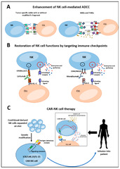 NK Cells in Chronic Lymphocytic Leukemia and Their Therapeutic Implications