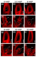 IJMS |-Text | Identification and Analysis of Genes ...