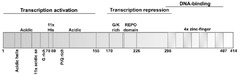 IJMS |-Text | Dual Role of YY1 in HPV Life Cycle and ...