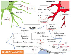 IJMS |-Text | Evidence for Oxidative Pathways in the ...