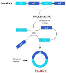 IJMS |-Text | Involvement of circRNAs in the Development ...