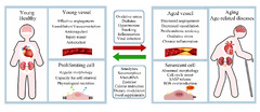 IJMS |-Text | Vascular Ageing: Mechanisms, Risk Factors ...