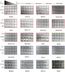 IJMS |-Text | Genetic and Phenotypic Analysis of Phage ...