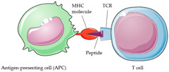 IJMS |-Text | Tumor-Derived Antigenic Peptides as ...