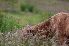 Highland cattle