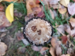 Shaggy mane