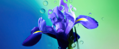 Iris flower , Purple Flower, Water droplets