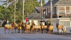 Gearhart Elk Herd - OPB