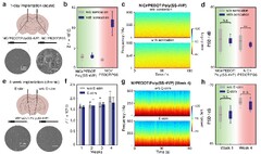 Engineering electrodes with robust conducting hydrogel coating for ...