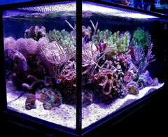 LazyFish's 20gal Peninsula Mixed Reef - July 2021 Featured Reef ...