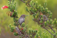 Bird Photography by The Flacks | Creativity in Bird Photography