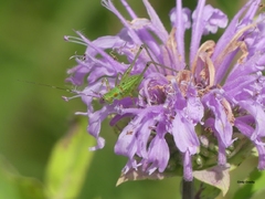 prairie wildflowers | Tuesdays in the Tallgrass