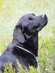 10+ Hunting Labrador & Labradors - Pixabay