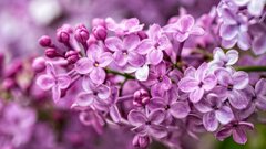 Lilac Companion Plants: 13 Different Plants to Grow With Lilacs