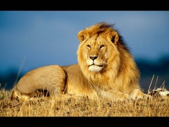 Lions' origin revealed by genetic analysis