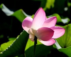 Nelumbo nucifera (Water lily)