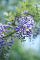 Wisteria Blossoms In The Garden Picture AndPhotos | ...