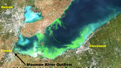 Seasonal Prediction of Severity Index of Harmful Algal Blooms in ...