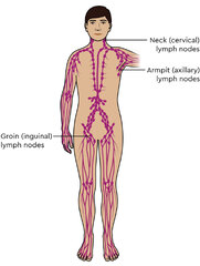 Lymph nodes