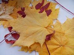 A close up of a bunch of leaves on a table. Maple leaf autumn ...