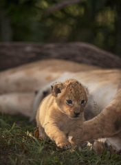 Werribee Zoo Lion Cubs