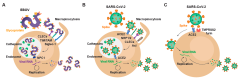 Membranes |-Text | SARS-CoV-2 Cellular Infection and ...