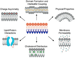 Membranes |-Text | Building Asymmetric Lipid Bilayers ...