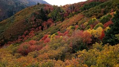 Montagnes Forêt Tombe - Photo gratuite sur Pixabay - Pixabay