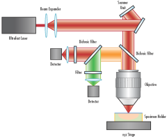 Multiphoton Microscopy | Edmund Optics